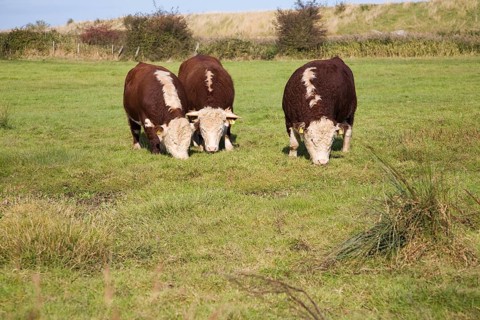 Hereford cattle calves grazing in wetland marshland Boyton Marshes, Suffolk, England, United