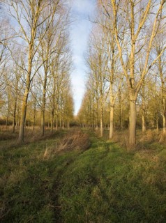 Salix Alba Caerulea, cricket bat willow trees planted on River Deben flood plain wetland, Campsea