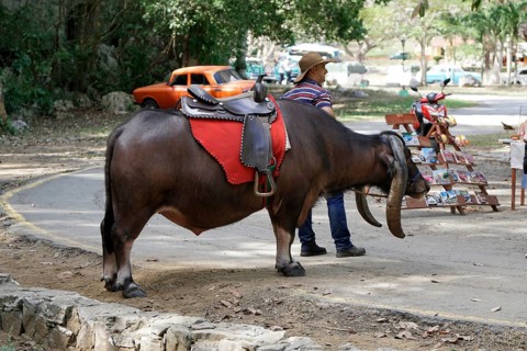 Tame riding bull for tourists, Vinales, Valle de Vinales, Pinar del Rio Province, Cuba, Greater