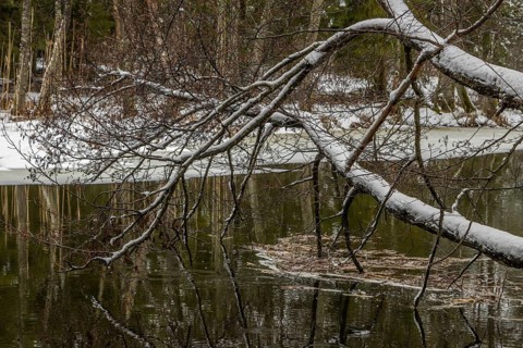 Sapina River and the riparian forest, the swamp, partially reflecting in the slowly flowing water,
