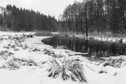 Sapina River and the riparian forest, the swamp, partially reflecting in the slowly flowing water,