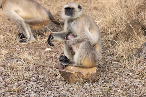 Gray langurs (Semnopithecus entellus), mother and the newborn baby, sitting on a stone surrounded