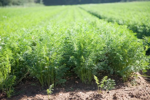 Carrot crop growing in sandy soil Shottisham, Suffolk, England, United Kingdom, Europe