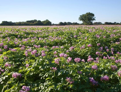 Purple flowers of potato crop growing in a field, Shottisham, Suffolk, England, United Kingdom,