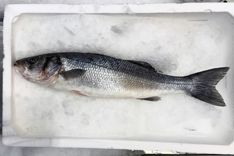 Display of fish caught whole fish temperate basses (Moronidae) Loup de Mer Branzino Spinola on ice