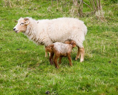 Lamb feeding from mother sheep in field, Suffolk, England, United Kingdom, Europe