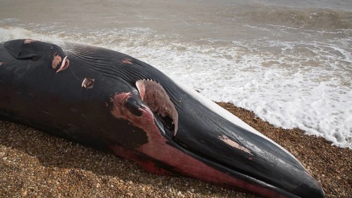 Fin Whale, Balaenoptera physalus, washed up dead on Shingle Street, Suffolk, England, United