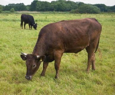Young cattle graze on Geldeston marshes, Suffolk, England, United Kingdom, Europe