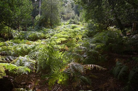 Ancient broad leaf oak woodland once a medieval deer park, The Thicks, Staverton forest, Suffolk,
