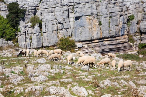 Dramatic limestone scenery of rocks shaped by erosion and weathering at El Torcal de Antequera