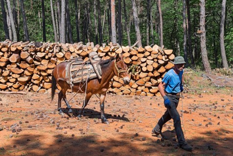 A muleteer in the sun with a mule on a forest track, near Soufli, Eastern Macedonia and Thrace,
