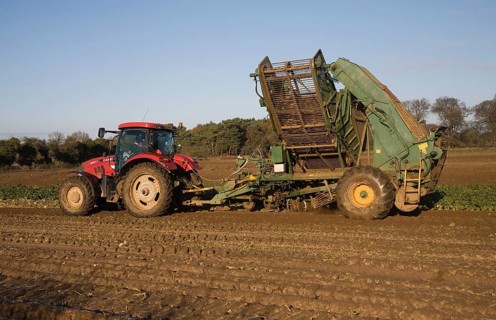 Thyregod sugar beet harvester drawn by tractor harvesting field, Shottisham, Suffolk, England,