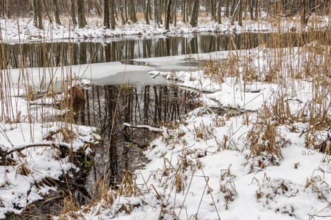Sapina River and the riparian forest, the swamp, partially reflecting in the slowly flowing water,