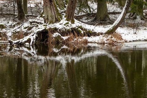 Sapina River and the riparian forest, the swamp, partially reflecting in the slowly flowing water,