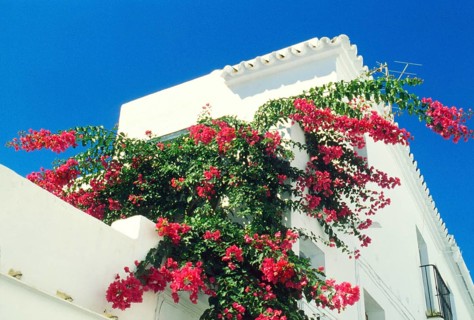 Blooming bougainvillea against blue sky in the white village of Frigiliana, Andalusia, Spain,