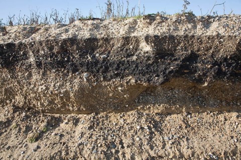 Layers of alternating bands of sediment in this low cliff face is suggestive of rapid changes along