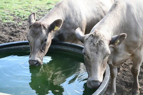 Two cows drinking water