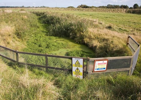 Eutrophication pond weed clogging drainage ditch, Hollesley marshes, Suffolk, England, United