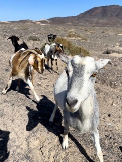 Wild goat (Cabra majorera) Goat looking directly at viewer from close up in volcanic landscape