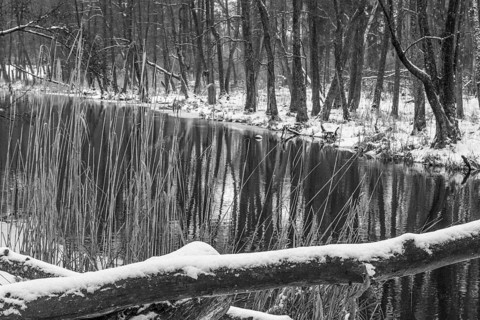 Sapina River and the riparian forest, the swamp, partially reflecting in the slowly flowing water,
