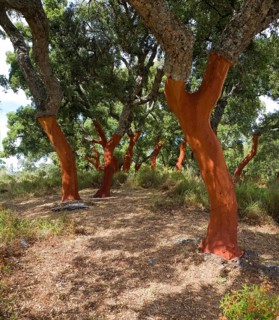Red tree trunks freshly harvested bark Quercus suber, Cork oak, Sierra de Grazalema natural park,