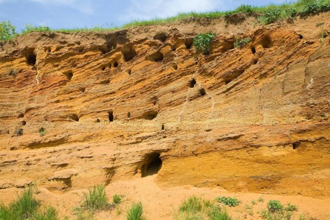Red crag rock exposed at Buckanay Pit quarry, Alderton, Suffolk, England, United Kingdom, Europe