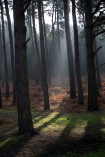 Early morning sunlight shines through conifer trees onto bracken near Snape, Suffolk, England,