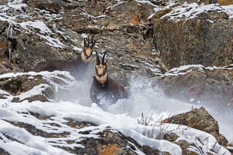 Two chamois (Rupicapra rupicapra) males fighting in rock face in winter during the rut in the