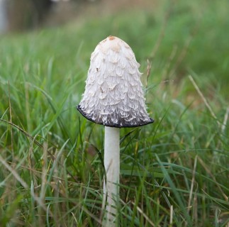 Coprinus comatus Shaggy Ink Cap mushroom fungus growing in grass field, Suffolk, England, United