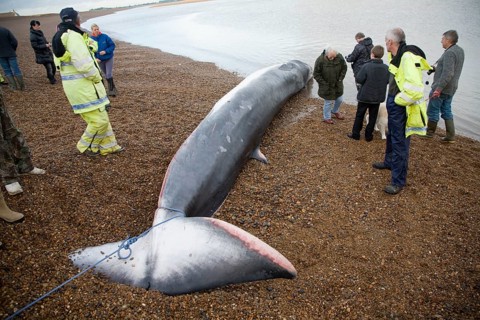 Fin Whale, Balaenoptera physalus, washed up dead on Shingle Street, Suffolk, England, United