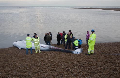 Fin Whale, Balaenoptera physalus, washed up dead on Shingle Street, Suffolk, England, United