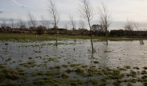 Flooded flood plain with cricket bat willow trees, River Deben at Loudham, Suffolk, England, United