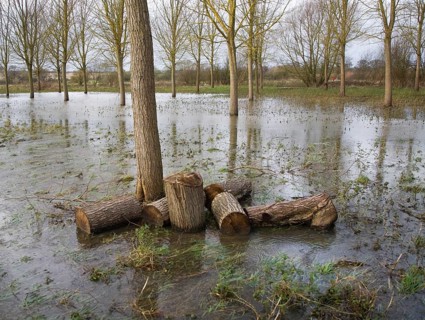 Salix Alba Caerulea, cricket bat willow trees in flood water on River Deben flood plain wetland,