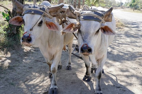 Ox cart near Holguin, Cuba, Cuba, Central America