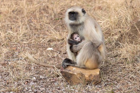 Gray langurs (Semnopithecus entellus), mother and the newborn baby, sitting on a stone surrounded