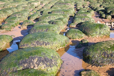 Seaweed covered green boulders on the beach at Hunstanton, Norfolk, England, United Kingdom, Europe