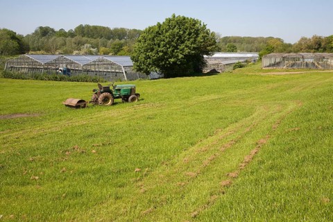 Horticulture market gardening greenhouse nursery at Newbourne, Suffolk, England, United Kingdom,