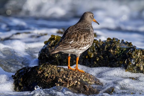 Purple sandpiper (Calidris maritima) in non-breeding plumage looking seaward from rocky shore along