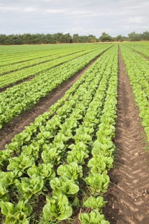 Lettuce crop growing in field near Hollesley, Suffolk, England, United Kingdom, Europe