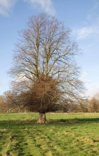 Leafless lime or linden tree with trunk boss shoots in winter stands in grassy field, Sutton,