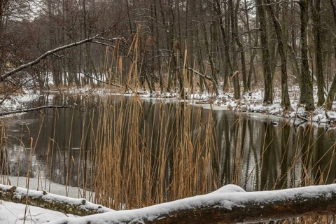 Sapina River and the riparian forest, the swamp, partially reflecting in the slowly flowing water,