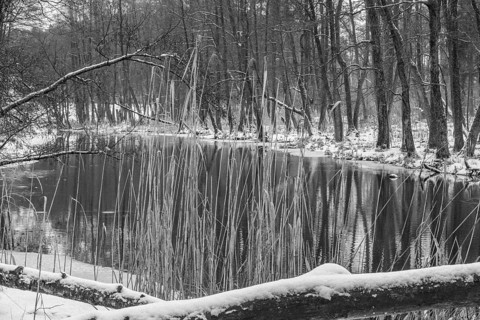 Sapina River and the riparian forest, the swamp, partially reflecting in the slowly flowing water,