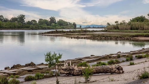 Isola della Cona, nature reserve, island of Grado, north coast of the Adriatic Sea, Friuli, Italy,