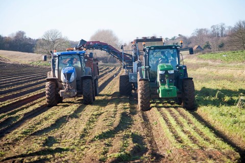 Farm machinery harvesting a winter carrot crop in a field, Ramsholt, Suffolk, England, United