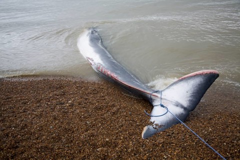 Fin Whale, Balaenoptera physalus, washed up dead on Shingle Street, Suffolk, England, United