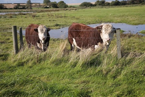 Hereford cattle calves grazing in wetland marshland Boyton Marshes, Suffolk, England, United