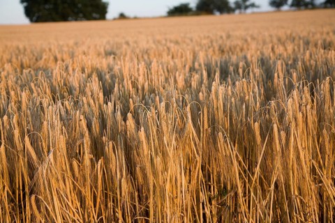 Close-up heads golden barley hanging stalks ready for harvesting, field foreground focus,