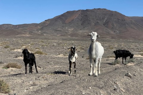 Four wild goats (Cabra majorera) in a volcanic landscape behind them at the southern tip of the