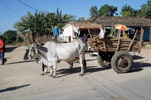 Farmer with ox cart, Vinales Valley, Pinar del Rio Province, Cuba, Central America