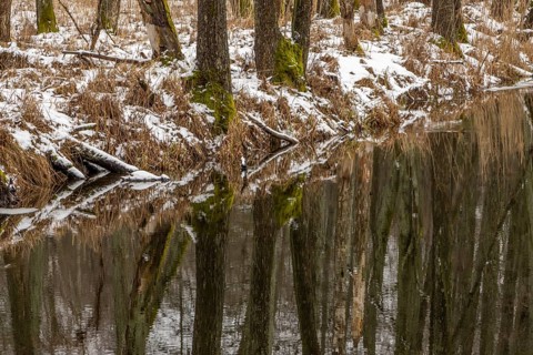 Sapina River and the riparian forest, the swamp, partially reflecting in the slowly flowing water,